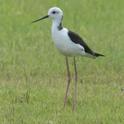 Himantopus leucocephalus (Pied Stilt).jpg